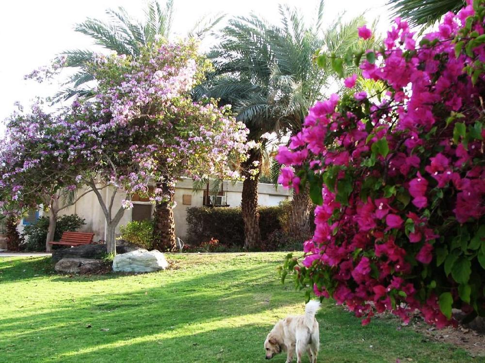 Eilot Kibbutz Country Lodging Eilat Bagian luar foto